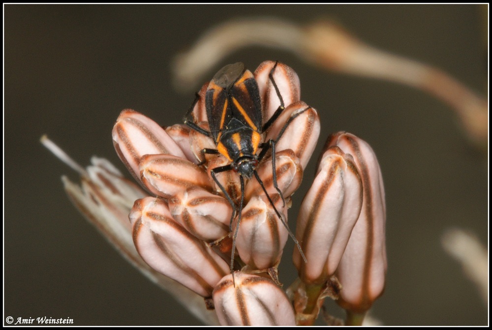 Heteroptera d''Israele: Horistus turcomanus (Horvath, 1889)